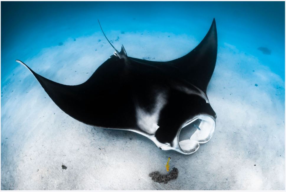 Madagascar and Zanzibar Announce New National Shark and Ray Protections at Our Ocean Conference